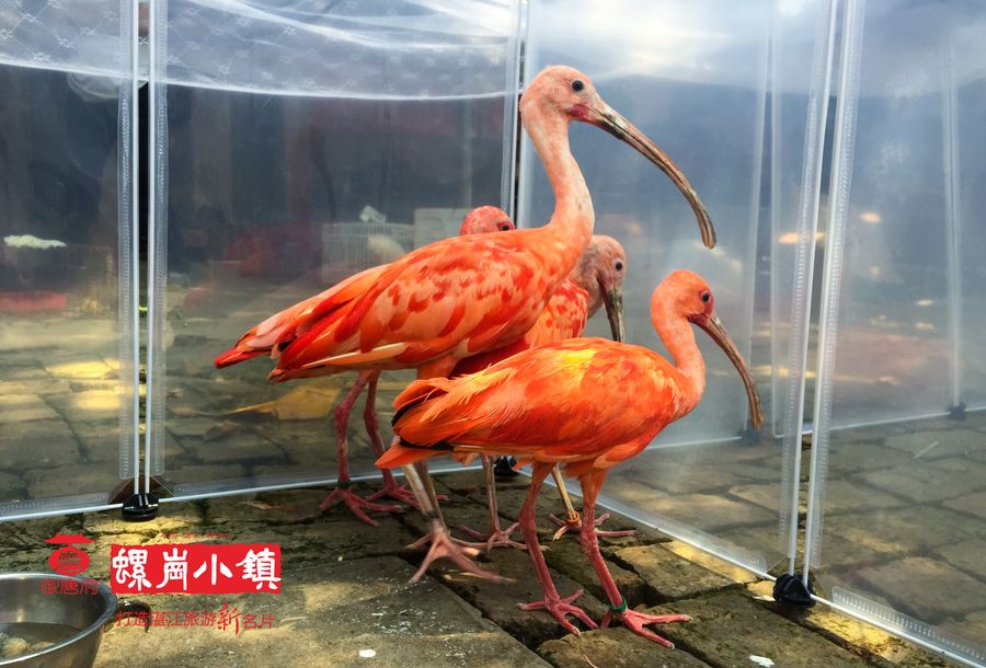 萌寵樂(lè)園——火烈鳥(niǎo).jpg