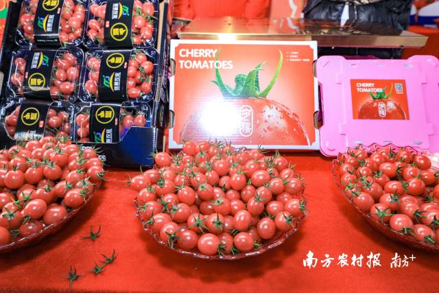 活動現(xiàn)場，遂溪千禧果深受與會嘉賓的喜愛  南方農(nóng)村報 吳秒衡 拍攝