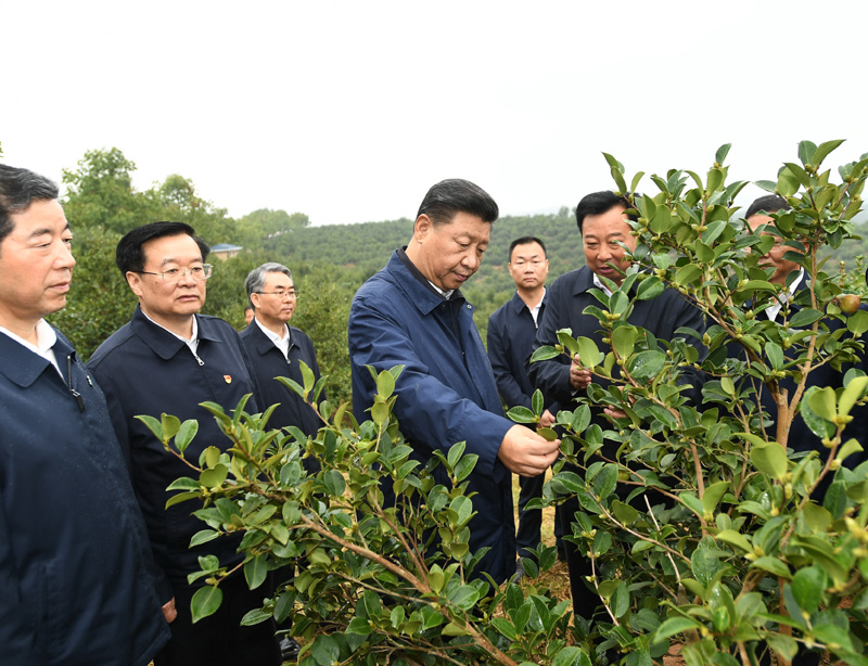 　　9月16日至18日，中共中央總書記、國家主席、中央軍委主席習(xí)近平在河南考察。這是17日上午，習(xí)近平來到信陽市光山縣槐店鄉(xiāng)司馬光油茶園，實(shí)地察看油茶樹種植和掛果情況。新華社記者 謝環(huán)馳 攝