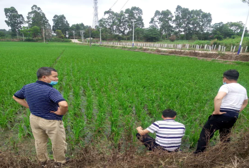 2.4月20日，種植業(yè)股會(huì)同周志強(qiáng)高級農(nóng)藝師到洋青鎮(zhèn)高產(chǎn)綠色創(chuàng)建項(xiàng)目基地檢查蟲情.jpg