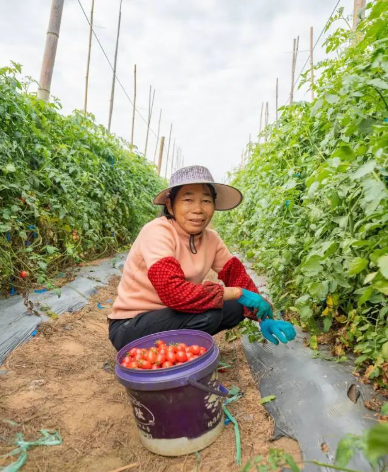 負責(zé)采摘圣女果的工人。 圖片