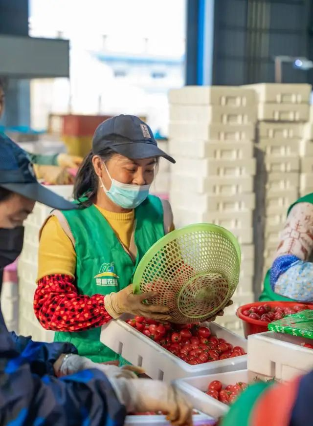 負責(zé)包裝圣女果的工人。 圖片